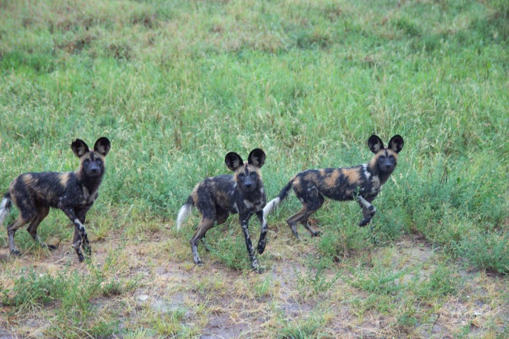 Mijn favo: African Wild Dogs