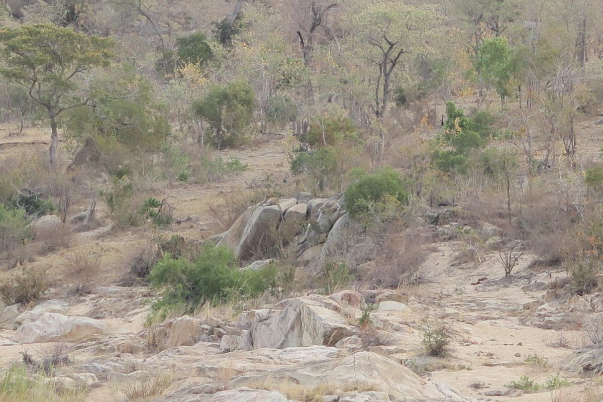 Luipaard in Krugerpark