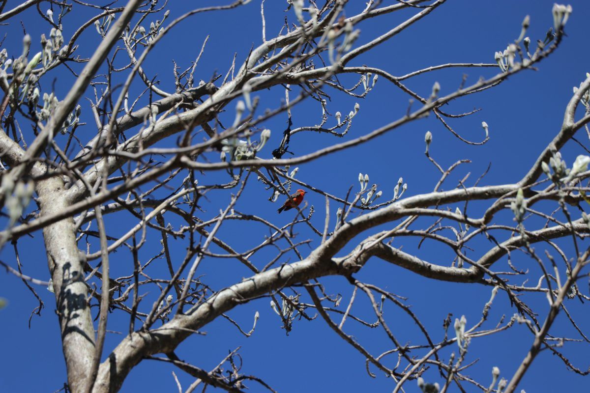 Flora en fauna