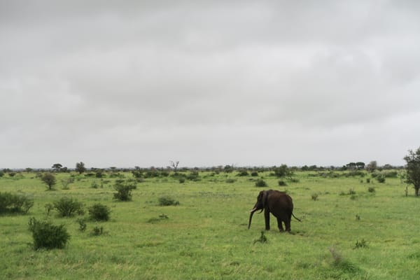 Safari in het Krugerpark