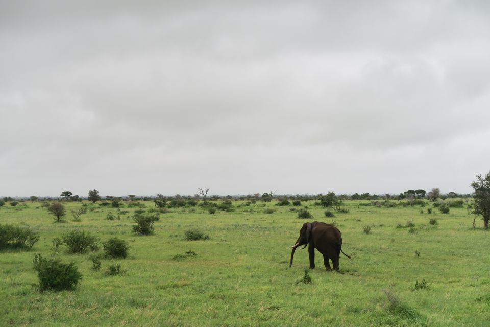 Safari in het Krugerpark